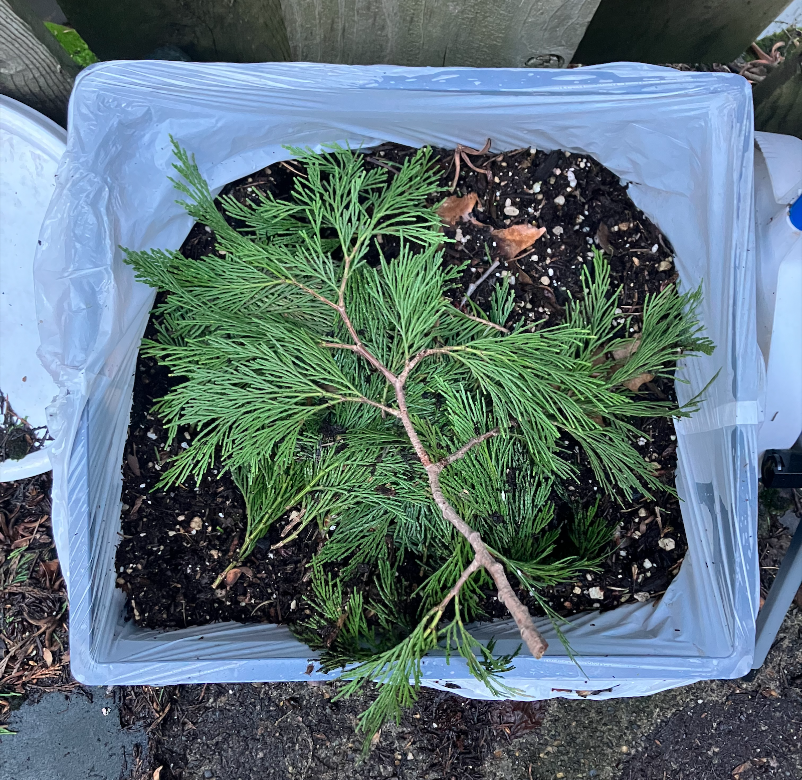 Bright green cedar leaves in a small pile in a square pot on some mossy concrete floor.