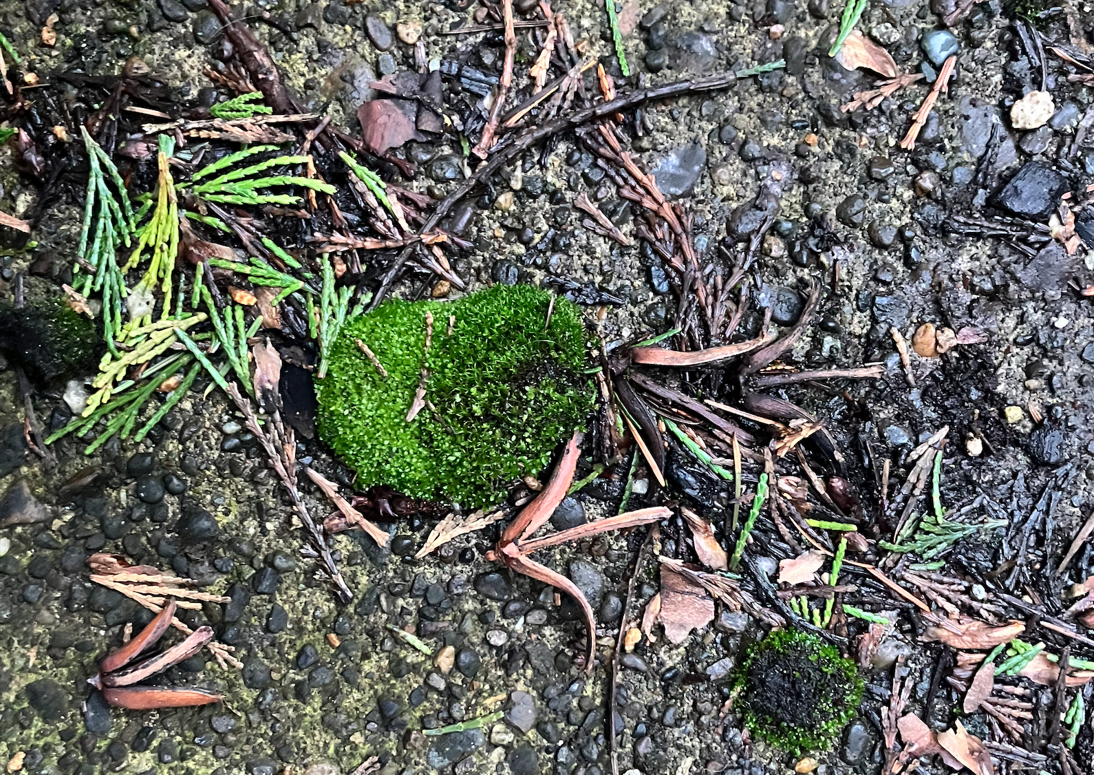 a thick ball of moss growing on some wet concrete, about one to two inches in diameter.