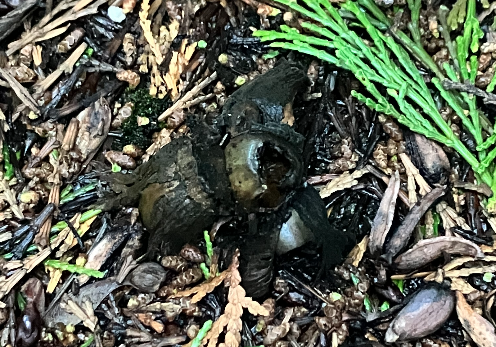 A very small pile of four or five hollowed out nuts